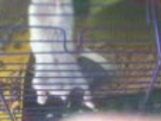 jean-paul l'hamster fait de la muscu