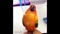 Funny Parrots Videos Compilation cute moment of the animals   Cutest Parrots