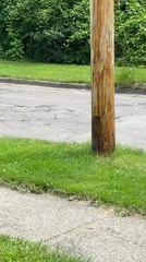 Person Rescues Baby Raccoon from Dumpster