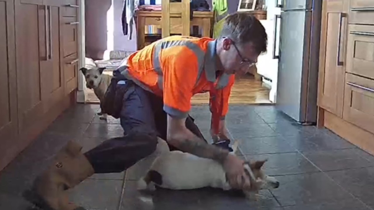 Schnell denkender mann rettet hund vor dem ersticken