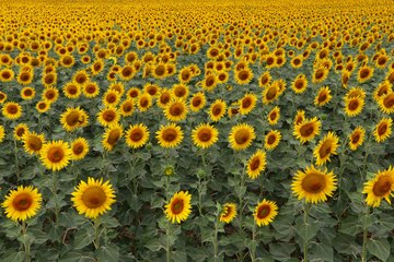 Tekirdağ’da ayçiçekleri açtı! Tarlalar sarıya boyandı