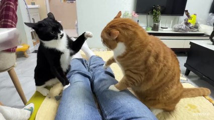 I dare you not to laugh at these FUNNY CATS Funny Cat Videos of 2024