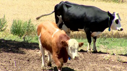 Ganadero catalán advierte de que la enfermedad de la lengua azul se expande muy rápido