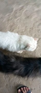 Persian Cats as pets