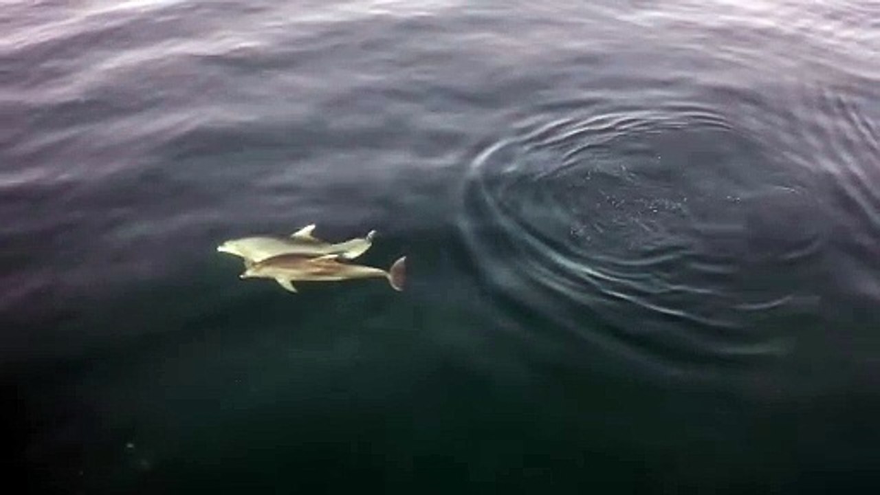 Dolphins Swimming in a Blue Sea