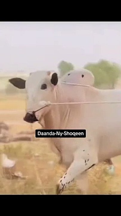 Full current #reels#viral#foryou#animals#trending#petlovers