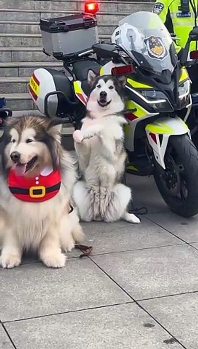 The Dogs on duty 