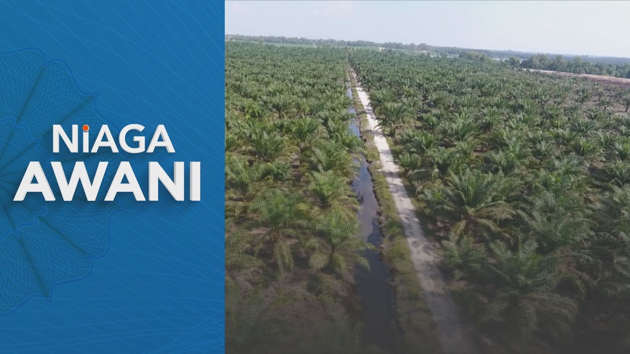 Niaga AWANI: Purata harga minyak sawit RM4,019 satu tan separuh pertama 2024