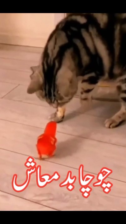 funny animals fight