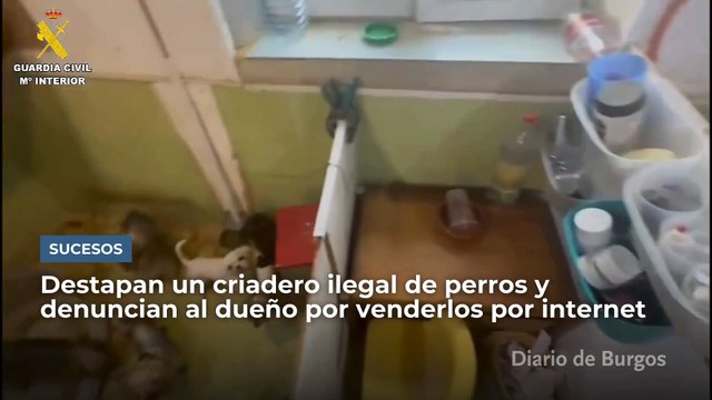 El Seprona destapa en Burgos un criadero ilegal de perros y denuncia al propietario