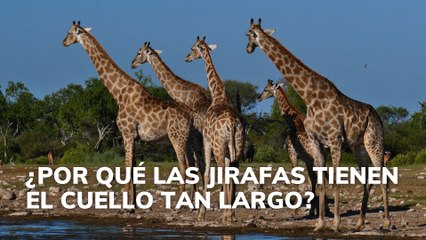 ¿Por qué las jirafas tienen el cuello tan largo?