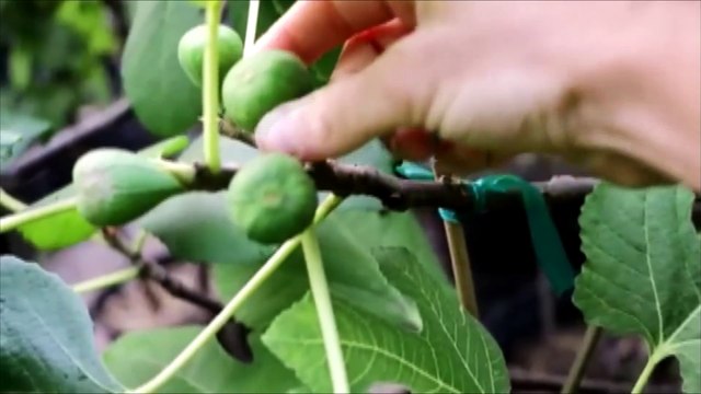 Η περιφέρεια Στερεάς πιέζει για τις αποζημιώσεις παραγωγών από τον Daniel - Λήξη συναγερμού για την ευλογιά των προβάτων