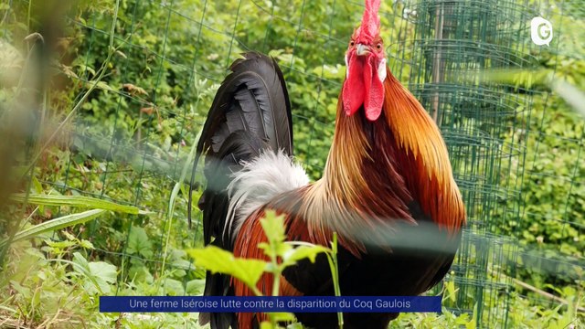 Reportage - Une ferme Iséroise lutte contre la disparition du Coq Gaulois