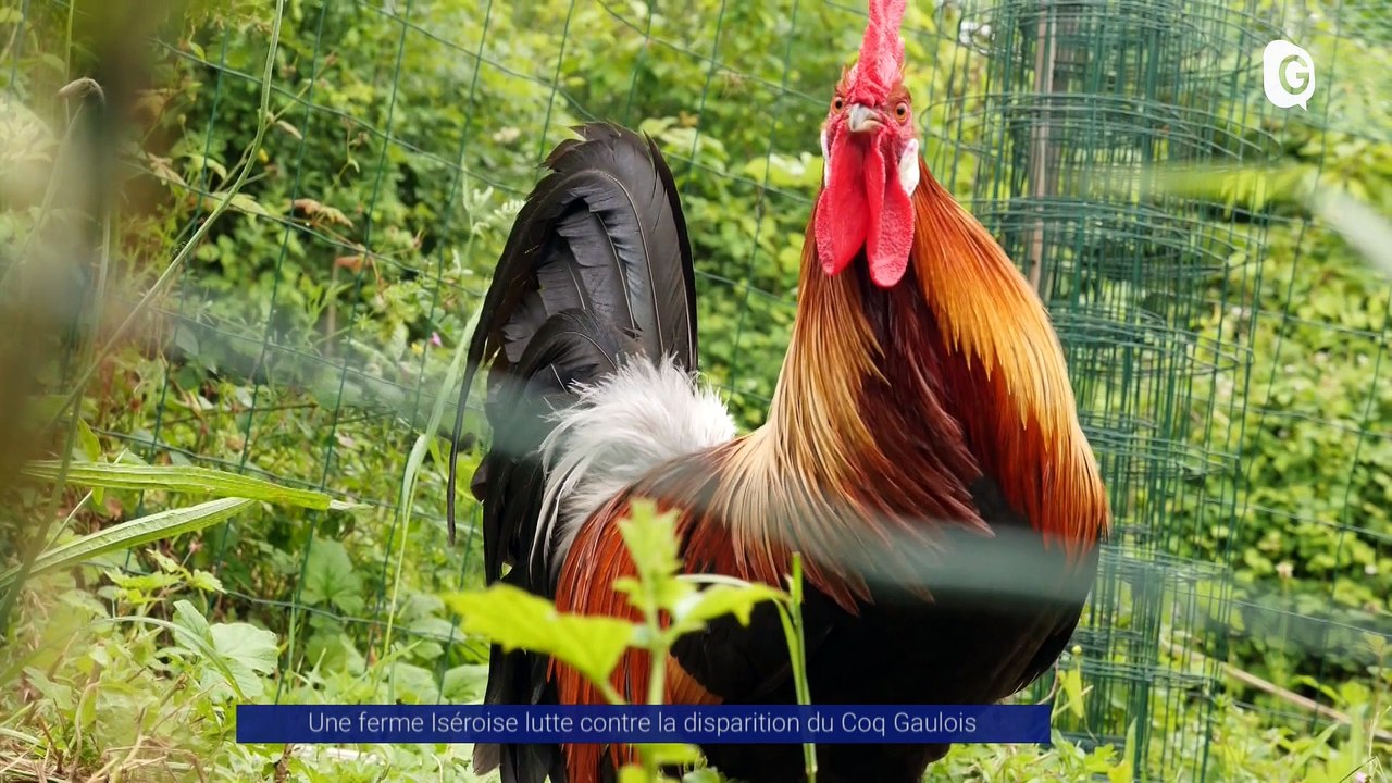 Reportage - Une ferme Iséroise lutte contre la disparition du Coq Gaulois