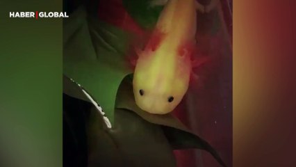 Suda çıkardığı seslerle şaşırtan balık, ilk kez kayıt altına alındı