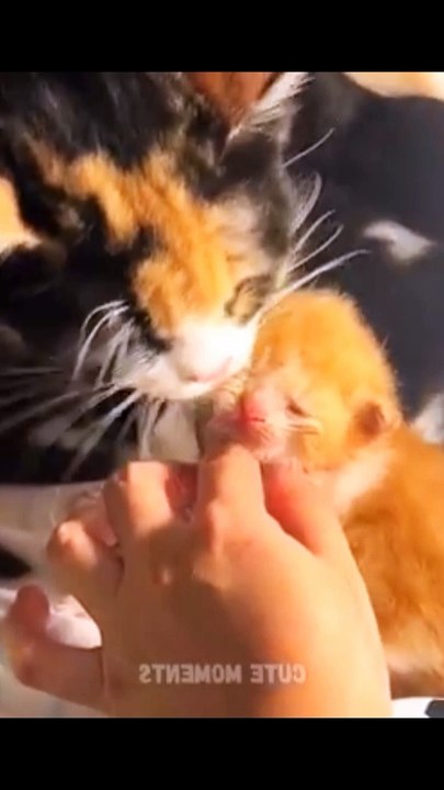 Funny baby animals videos 2024  Best funniest animals videos of July