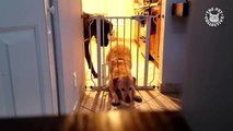 Pet Escape artists#funny animal short