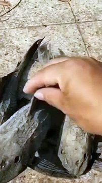 99% لوگ ان حیرت انگیز حقائق کو نہیں جانتے ہوں گے۔Amazing Video