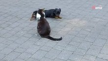 Welpe versucht eine Katze zu beeindrucken: Das Internet lacht sich schlapp
