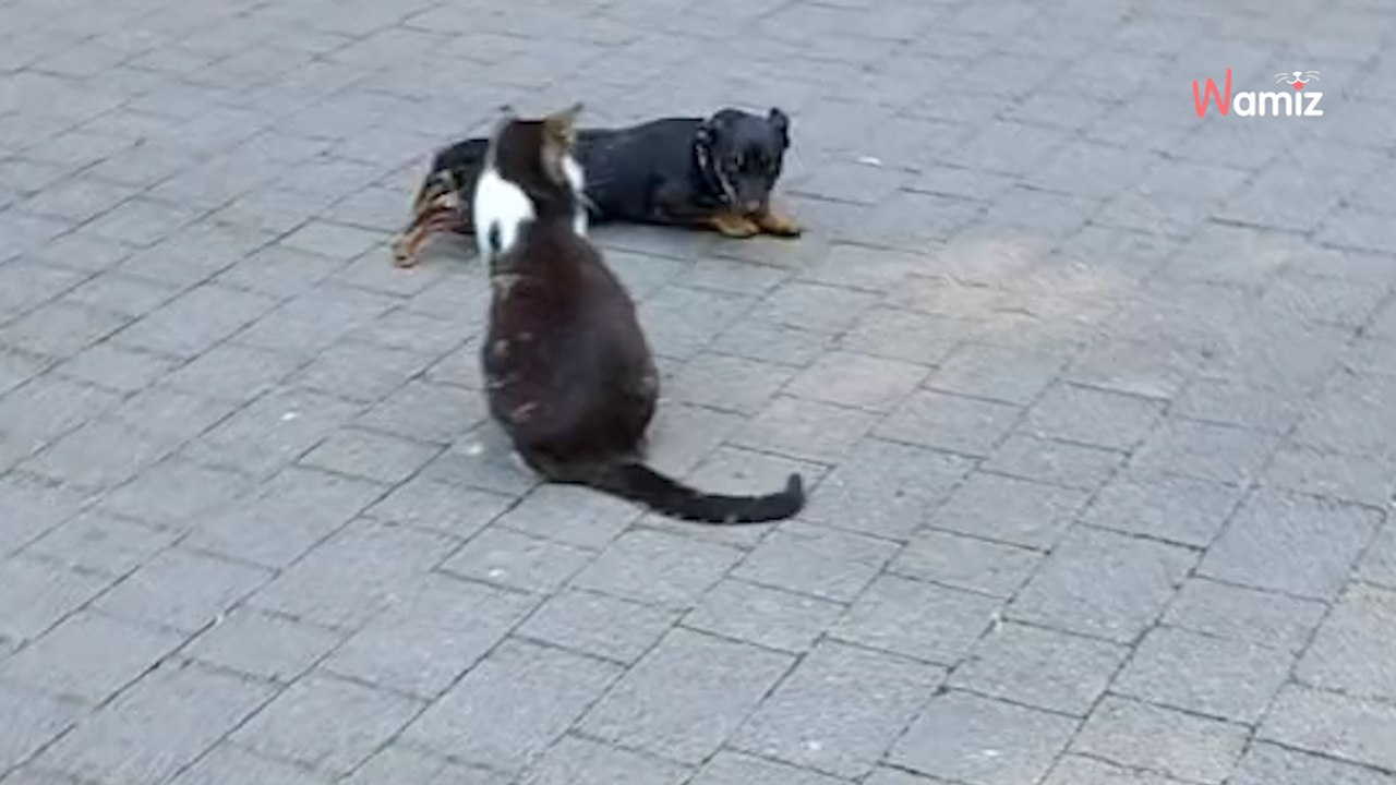 Welpe versucht eine Katze zu beeindrucken: Das Internet lacht sich schlapp