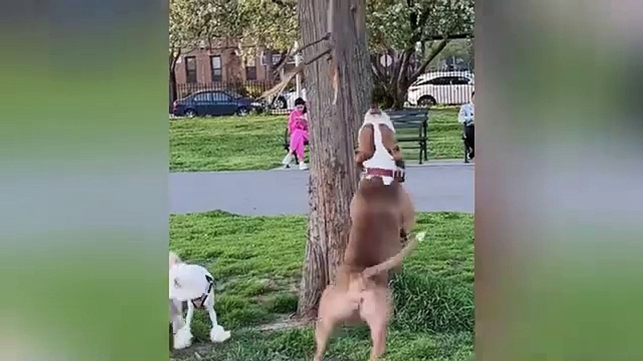Fun #funny animals video