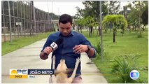 Vira-lata caramelo invade reportagem ao vivo e diverte equipe da TV Globo