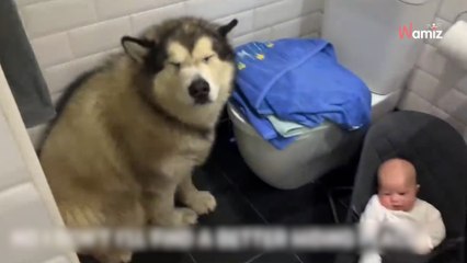 Video. Il grande Malamute cerca di evitare il bagno in tutti i modi
