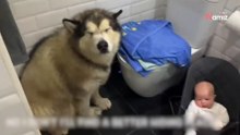 Video. Il grande Malamute cerca di evitare il bagno in tutti i modi