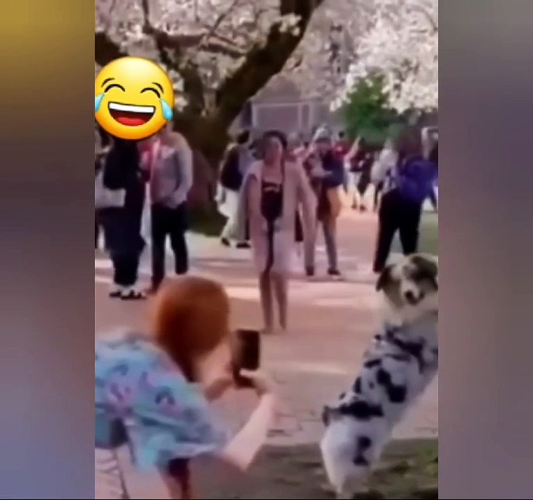 The dog and animals fun