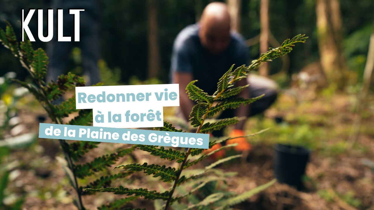 Redonner vie à la forêt de la Plaine des Grègues