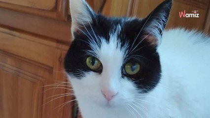 Cette chatte de 15 ans a vu tout son monde basculer au décès de sa maîtresse : qui lui offrira un panier retraite ?