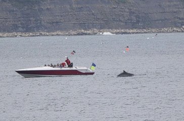 Minke Whale spotting - submitted by Rudi Barman