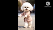 Cute dog dancing video