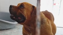 Abandona a su American Bully en Jerez: al levantarse, empiezan a temblar