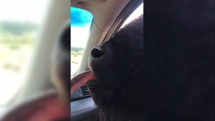 Hungry bisons barge through car window at safari park