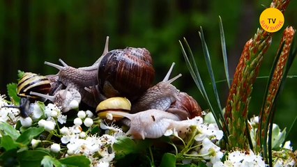Wild Wonders | Exploring Nature's Diverse Animal Kingdom!
