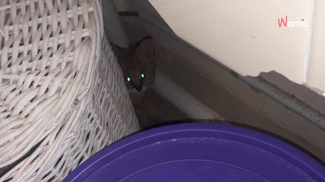 Elle entend des « sifflements » dans la buanderie : deux yeux brillants la fixent dans le noir