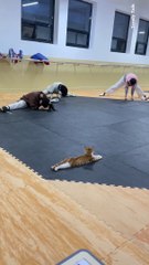 Cat also Doing Exercise