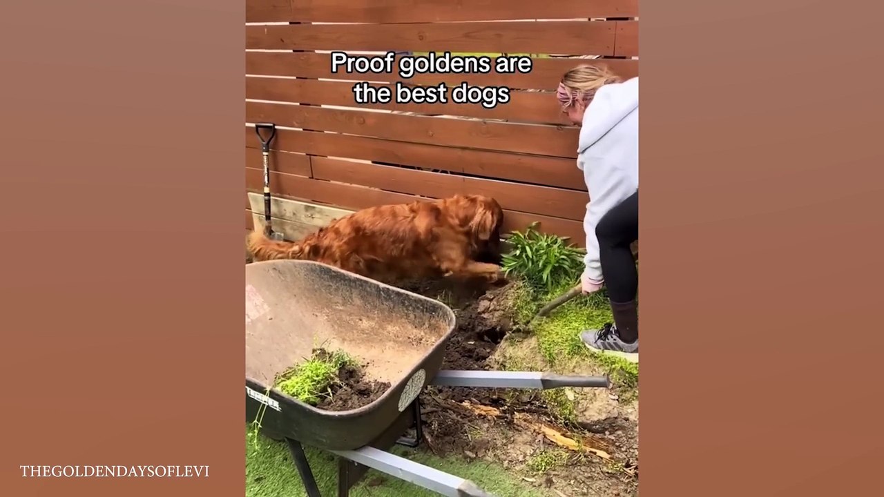 Watch and TRY NOT TO LAUGH  Funny dog videos 2024