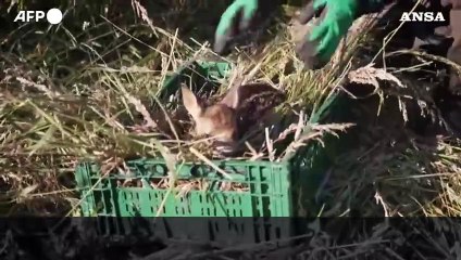 Volontari salvano i cerbiatti durante la stagione dello sfalcio