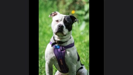 19 RSPCA and Homeless Hounds that need their forever home