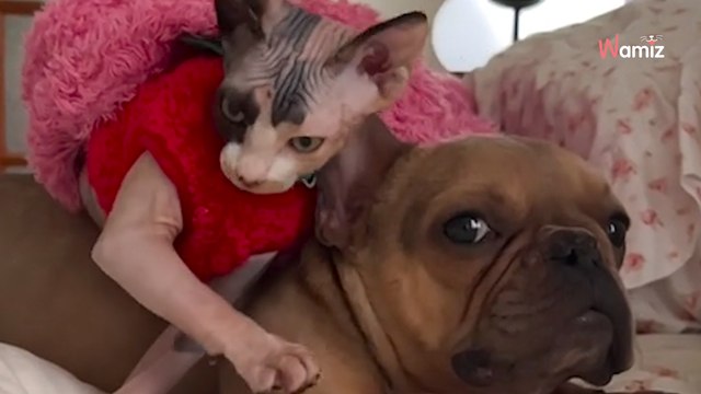 Ce chien est dévasté après le décès du chat de la maison, mais la vie lui réserve une surprise (vidéo)