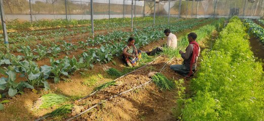 जिले के सरकारी स्कूलों और छात्रावासों में तैयार की जाएगी पोषक वाटिका