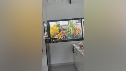 Top contender for video of the summer: a giant bat, a monkey, and a surprised stranger!