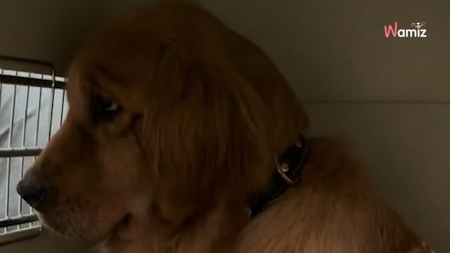 Une femelle Golden Retriever est sauvée d’un abattoir chinois : un mois plus tard, elle est méconnaissable