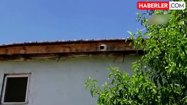 Metafizik Uzmanı Beytullah Şentürk, Samsun'daki devasa yılan iddiasını Haberler.com'a değerlendirdi: Aileye görünen yılan üç harfli