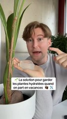 La solution pour garder les plantes hydratées même en vacances