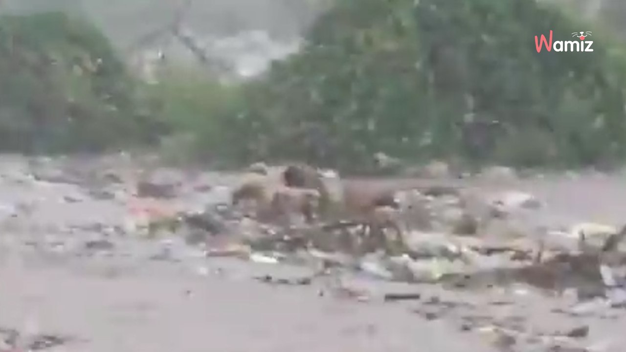 Ouragan Beryl : la vidéo de plusieurs chiens errants emportés par le courant brise le coeur de milliers d'internautes