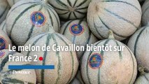 Le melon de Cavaillon, bientôt 