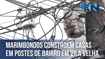 Marimbondos constroem casas em postes de bairro em Vila Velha